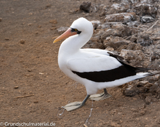 Galapagos-Tiere1.jpg